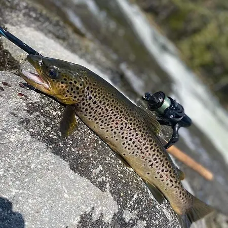 Experience Unique Feel At Golsfjellet *